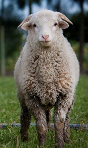 singular_sheep